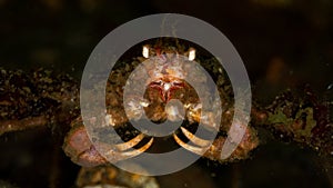 Leach's spider crab, Inachus phalangium. Loch Long. Diving, Scotland