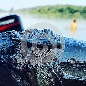 Leach in the summer waters of the susquehanna River