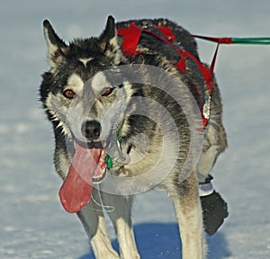 Lead dog of an Iditarod team