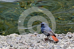 Lead metal color brook bird Phoenicurus fuliginosus