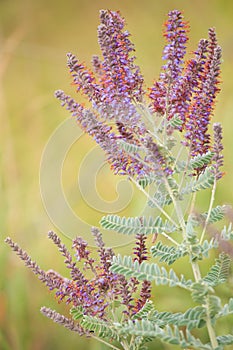 Lead plant (Amorpha canescens Pursh)