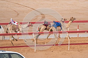 Lead racing camels racing on the sandy track in the Middle East with cars racing beside