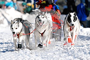 Lead Sled Dogs