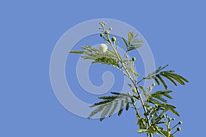 A flowering top branch of Lead tree photo