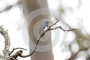 Leaden Flycatcher