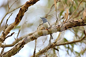 Leaden Flycatcher