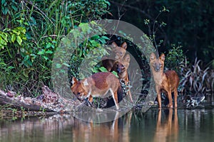 The leader of Asian Wild Dog (Cuon alpinus infuscus)