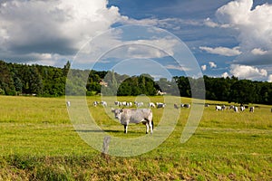 The leader of herd cows on a summer pasture