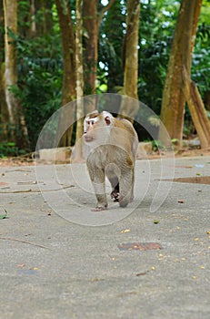 The leader of monkeys walking on his possessions photo