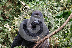 The leader of a pack of gorillas, silver back poses in the depths of the jungle