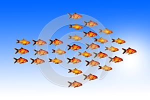 Leadership concept with group of golden fish follow the same direction with their leader
