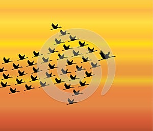 Leadership and Synergy Concept Illustration : A number of Swans flying against a evening sky background