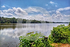 Leading Coconut trees line and river bank