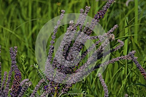 Leadplant    813564