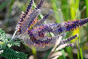 Leadplant blooming flowers in the prairie field at the sunny summer day. Amorpha canescens in Fabaceae Bean family. Pollinators photo