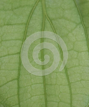 Leaf