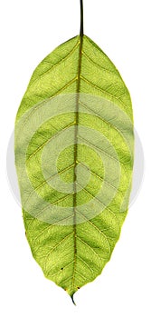A leaf