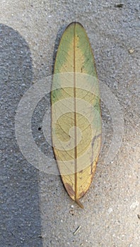 Leaf