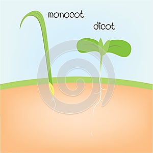Monocot and dicot