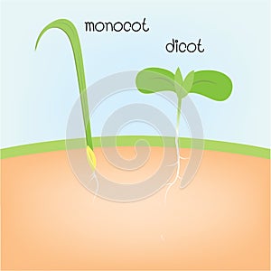 Monocot and dicot photo