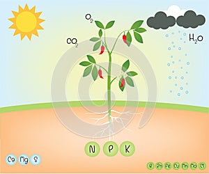 Nutrient of a plant photo