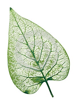 Leaf