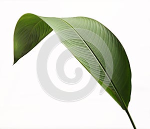 Leaf