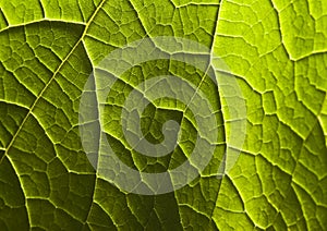 Leaf photo