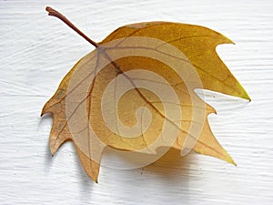 Leaf