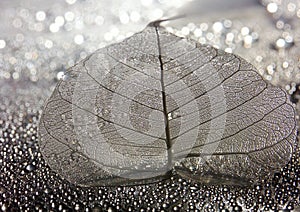 Leaf