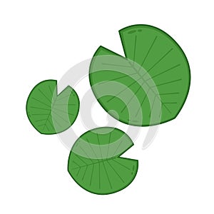 Spotted betel. Spotted betel on white background.