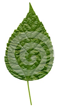 Leaf