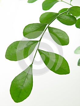 Leaf of