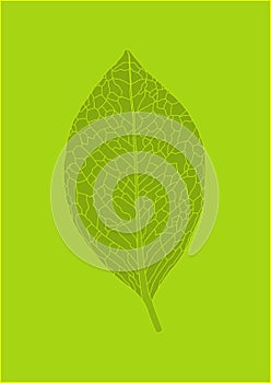 Leaf