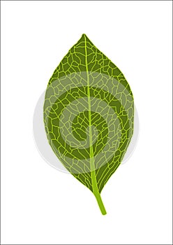 Leaf