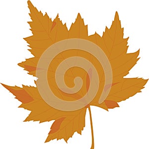 Autumn Maple Leaf Isolated on White Background