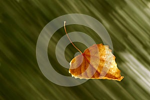 Leaf