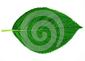 Leaf img