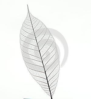 Leaf