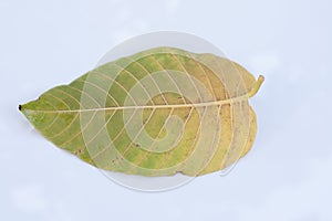 Leaf