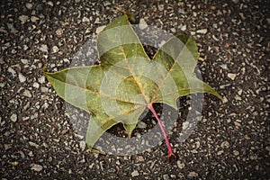 Leaf