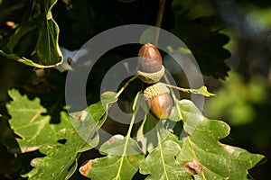 Leaf and acorn of Pedunculate English Oak - Quercus robur