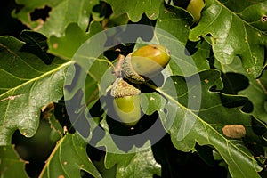 Leaf and acorn of Pedunculate English Oak - Quercus robur