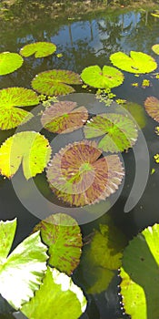 Leaf of acquatic plants
