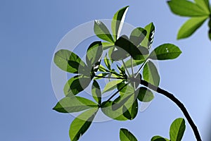 The leaf of the Adansonia digitata baobab tree on a blue background