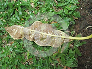 a leaf affected by mealybugs lying on the ground