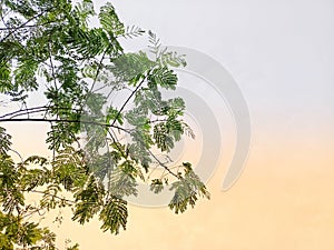 A leaf against the sky background, momentarily looking like a painting.