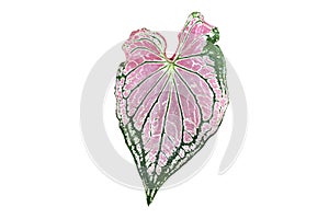 Leaf aglaonema on white background