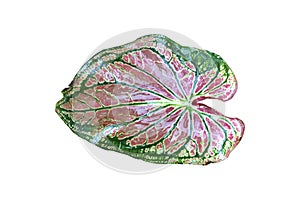 Leaf aglaonema on white background