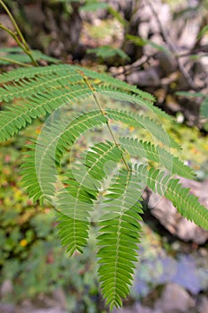 Leaf-Albizia julibrissin Durazz